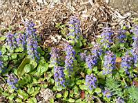 Bugle, Ajuga reptans (fam Labiees) (Europe, Asie centrale) (1) (Photo F. Mrugala)